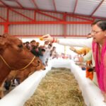 मुख्यमंत्री धामी के नेतृत्व में गौ संरक्षण को मजबूती, 16 हजार से अधिक निराश्रित गोवंश को मिला सुरक्षित आश्रय